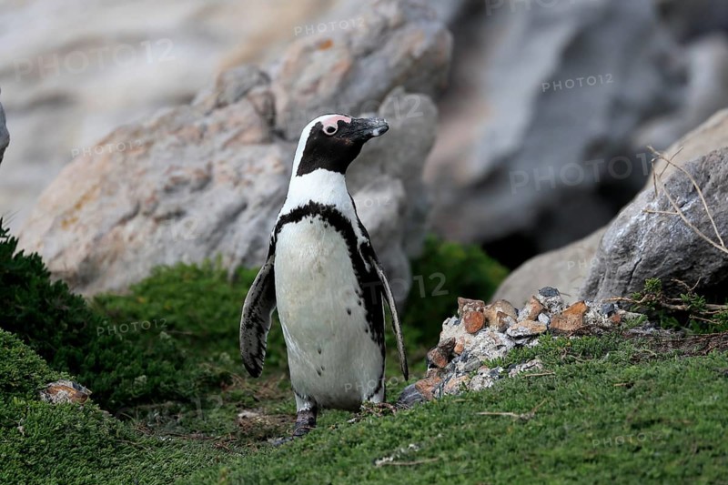 African penguin (Spheniscus demersus), adult, on land, Betty's Bay, Stony Point Nature Reserve, Western Cape, South Africa, Africa