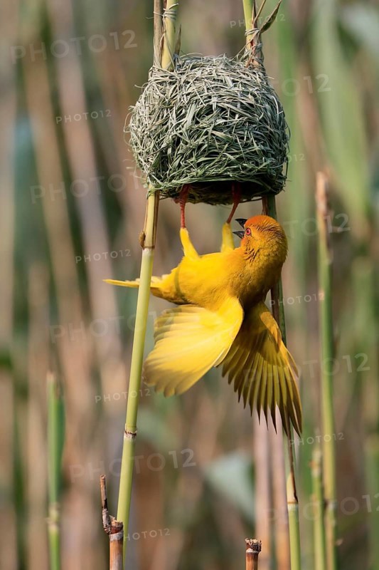 Eastern golden weaver (Ploceus subaureus), adult, male, at the nest, mating, Saint Lucia Estuary, Isimangaliso Wetland Park, Kwazulu Natal, South Africa, Africa