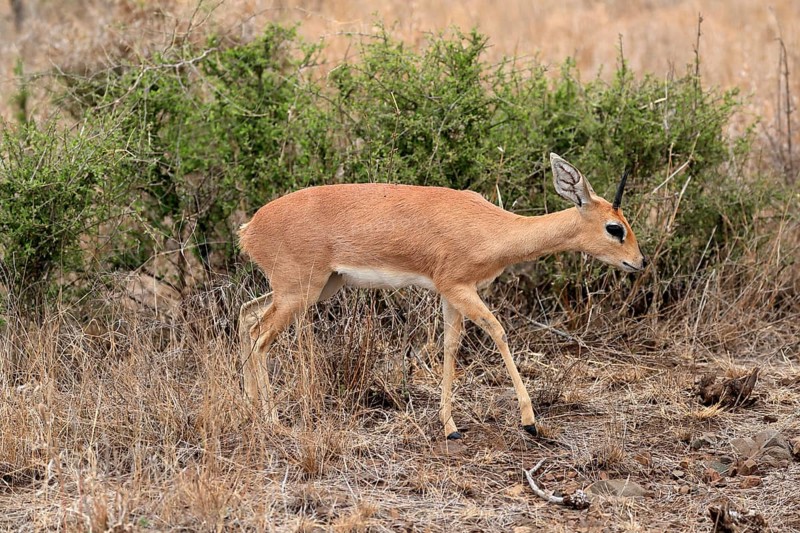 Steenbok (Raphicerus campestris), adult, male, running, foraging, alert, dwarf antelope, Kruger National Park, Kruger National Park, Kruger National Park South Africa