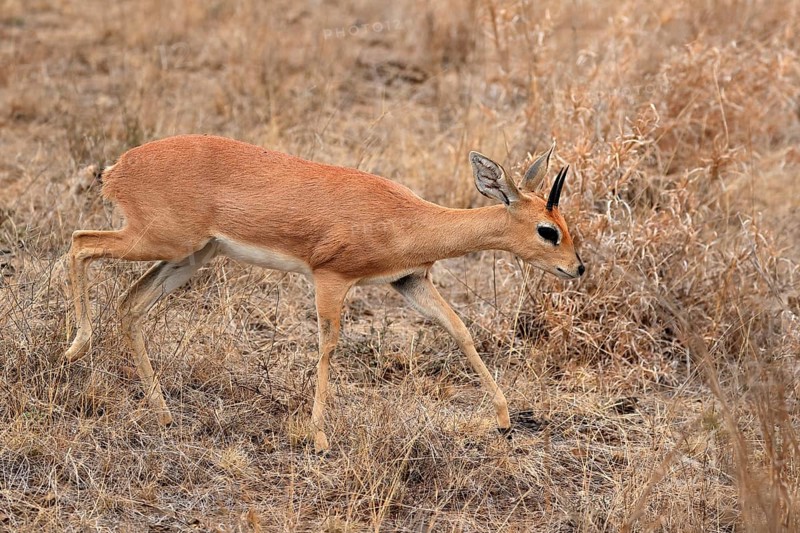 Steenbok (Raphicerus campestris), adult, male, running, foraging, alert, dwarf antelope, Kruger National Park, Kruger National Park, Kruger National Park South Africa