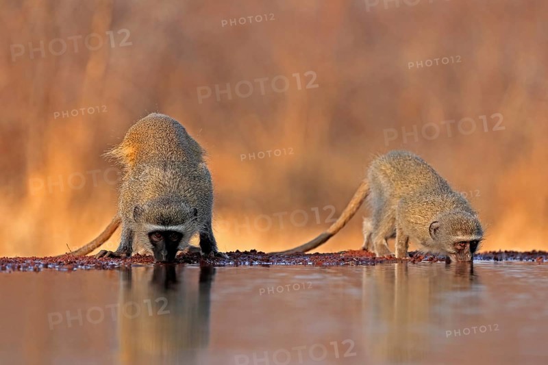 Vervet Monkey (Chlorocebus pygerythrus), adult, two animals, drinking, at the water, Kruger National Park, Kruger National Park, Kruger National Park South Africa