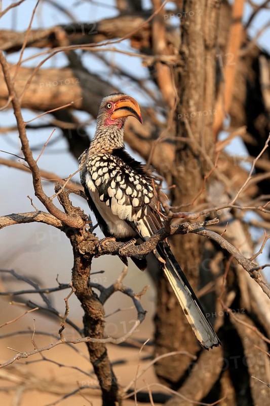 Southern Yellow-billed Hornbill, Red-ringed Hornbill (Tockus leucomelas), adult, on wait, Kruger National Park, Kruger National Park, Kruger National Park South Africa