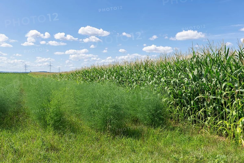 Asparagus field, maize plants, biogas plant, forage maize, detail, field, clouds, Baden-Württemberg, Germany, Europe
