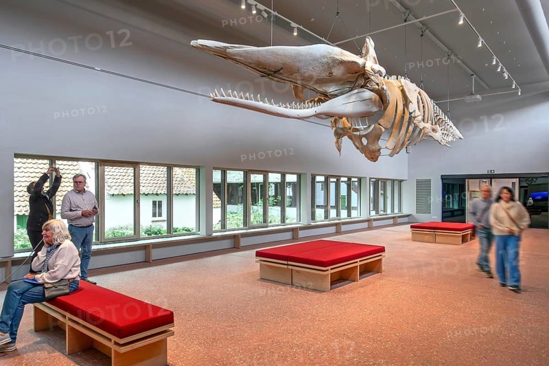 Skeleton of sperm whale Valentijn, Valentine in the NAVIGO Visserijmuseum, fishery museum at Oostduinkerke, Koksijde, West Flanders, Belgium, Europe