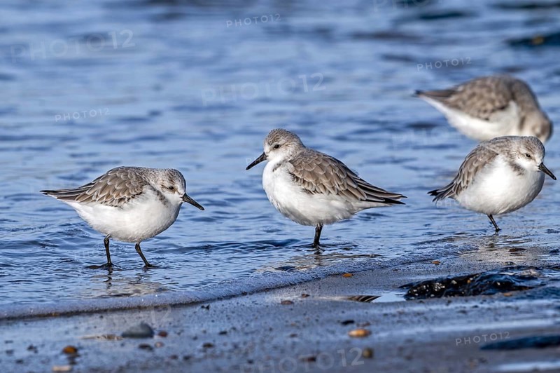 Sanderlings (Calidris alba) in non-breeding plumage foraging in shallow water on the beach along the North Sea coast in late autumn, winter