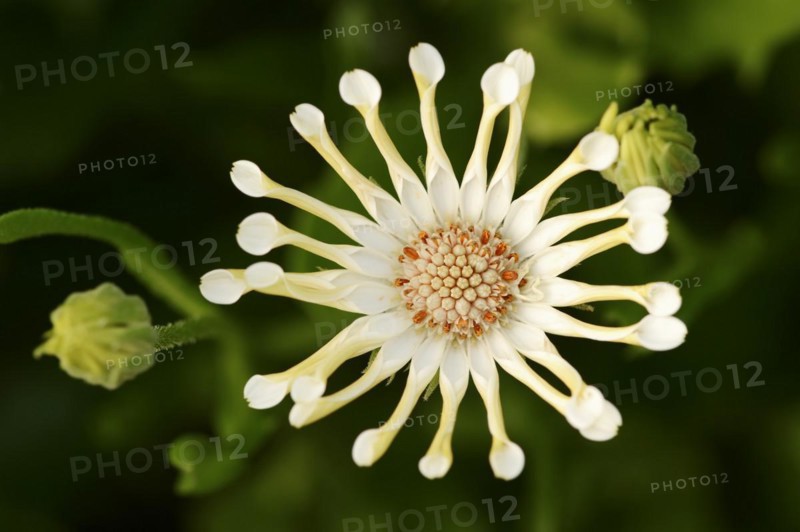 Cape daisy or Bornholm daisy 'Soprano Vanilla Spoon' (Dimorphotheca ecklonis, Osteospermum ecklonis), flower, ornamental plant, North Rhine-Westphalia, Germany, Europe