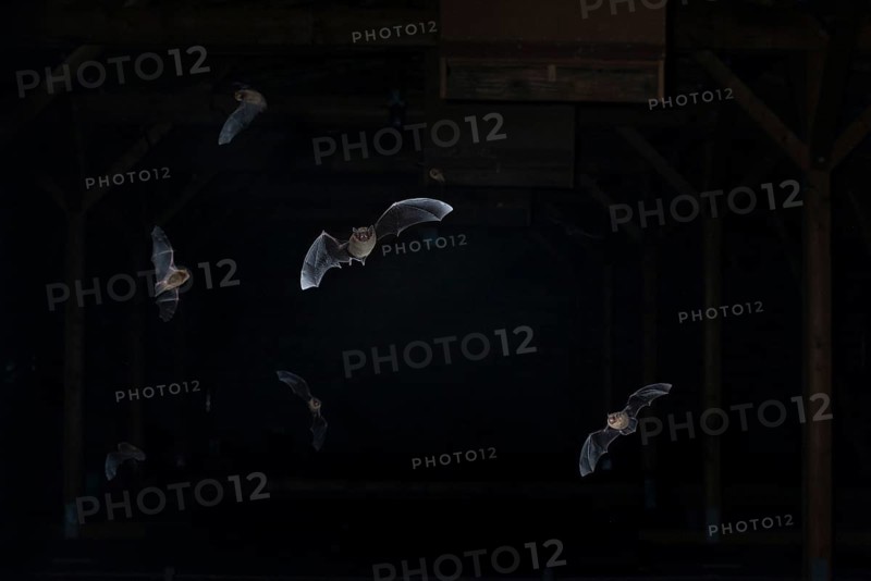 Common pipistrelle (Pipistrellus pipistrellus) swarming in the attic, shortly in front of leaving the barn, Brandenburg, Germany, Europe