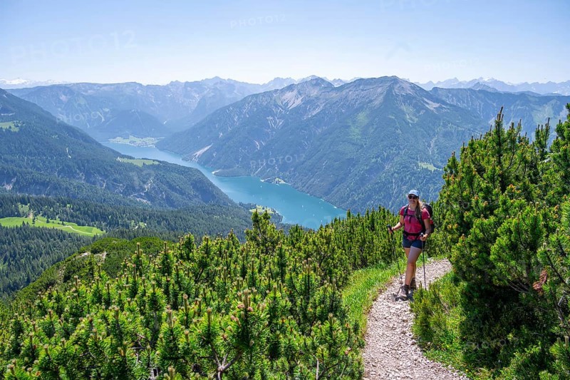 Mountaineer between mountain pines on a hiking trail, behind Achensee and Seekarspitze, Unnütz crossing, Brandenberg Alps, Tyrol, Austria, Europe