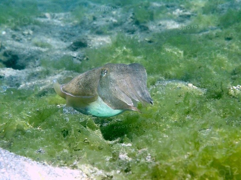 An octopus, common cuttlefish (Acanthosepion aculeatum), hovering over an algae-covered seabed, dive site Secret Bay, Gilimanuk, Bali, Indonesia, Asia