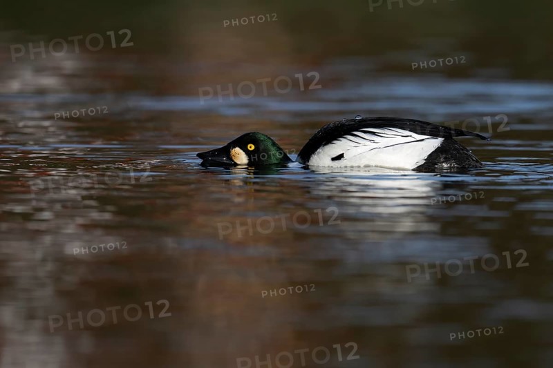 Common goldeneye (Bucephala clangula), Sweden, Europe