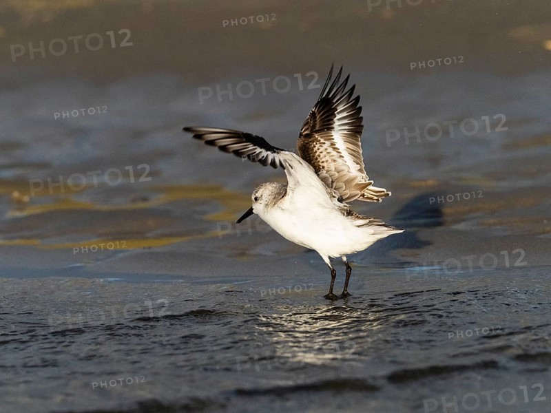 Sanderling (Calidris alba), flapping its wings after bathing in a sea pool, island of Texel, Holland