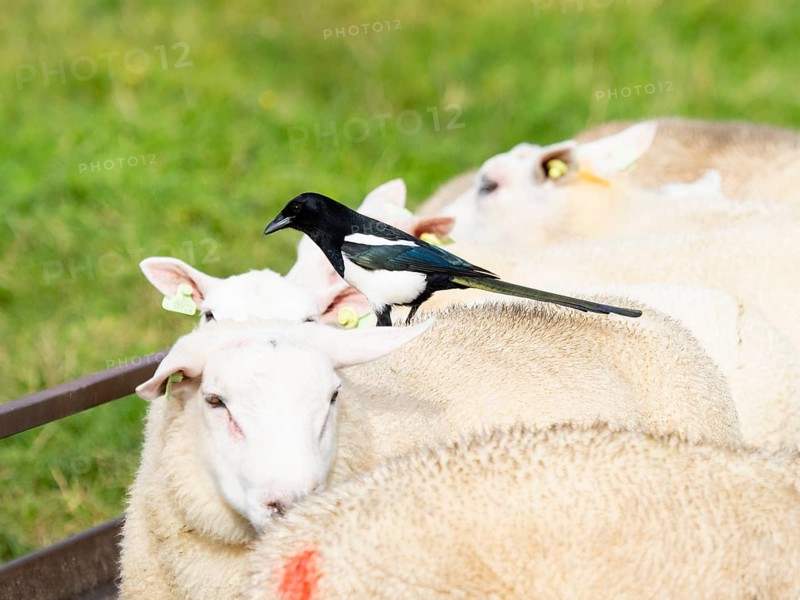 Magpie (Pica pica), adult bird, perched on the back of a Texel sheep, searching for insects, island of Texel, Holland