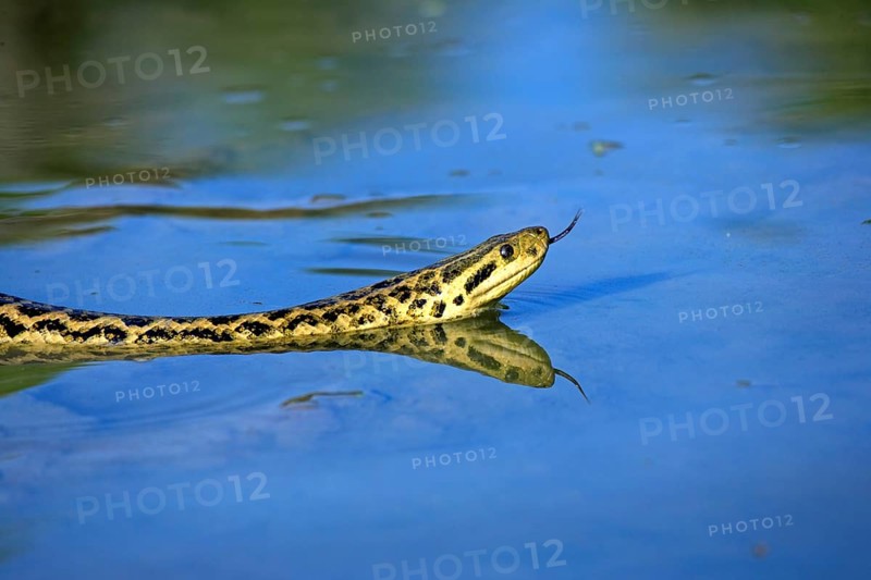 Yellow anaconda (Eunectes notaeus), swimming, water, tongue, smelling, lambing, foraging, searching for prey, Pantanal, Brazil, South America