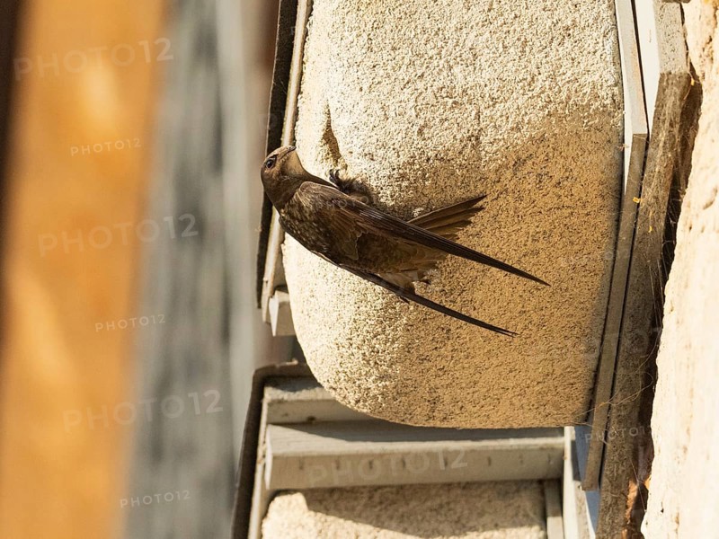 Common swift (Apus apus), adult bird at entrance of its nest, which is one of a row of artificial nest boxes which have been put on the building specifically to provide and aid swifts with a nesting site, Hesse, Germany, Europe