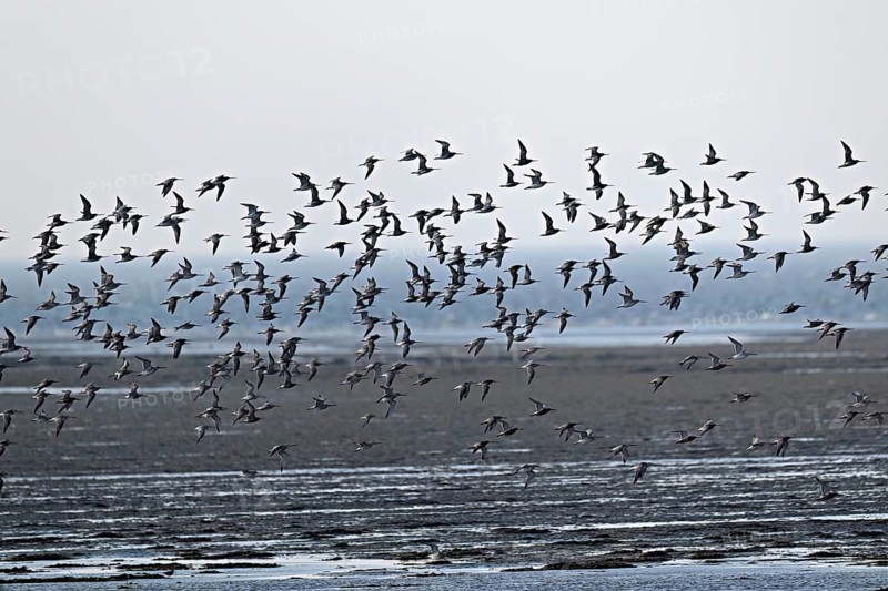 A flock of bar-tailed godwits (Limosa lapponica), in flight over the sea at low tide, Texel, West Frisian Islands, province of North Holland, Netherlands