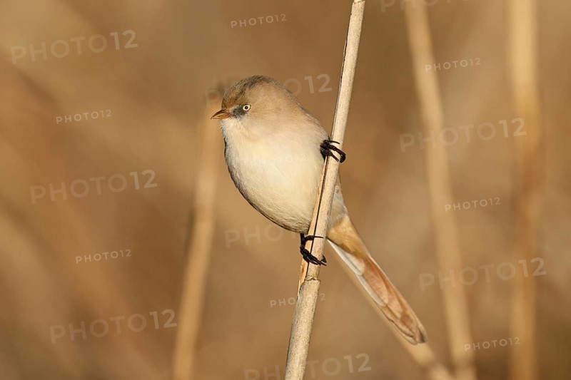 Bearded Tit (Panurus biarmicus), female on reeds, Klingnauer Stausee, Canton Aargau, Switzerland, Europe
