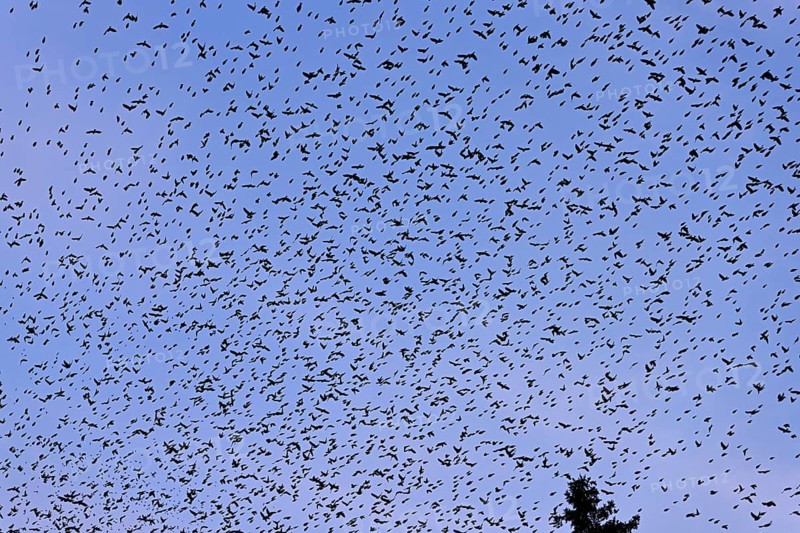 Approximately 1 million bramblings (Fringilla montifringilla), in flight over their roost at dusk, Oberaargau, Canton Bern, Switzerland, Europe