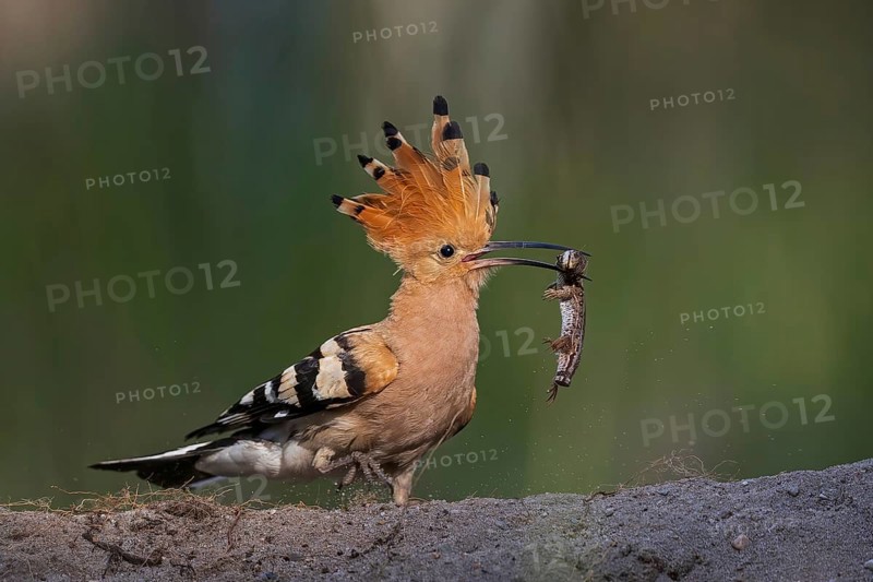 Hoopoe (Upupa epops) Bird of the Year 2022, female with sand lizard as food for the young birds, hungry young birds, begging for food, foraging, erected canopy, Middle Elbe Biosphere Reserve, Saxony-Anhalt, Germany, Europe