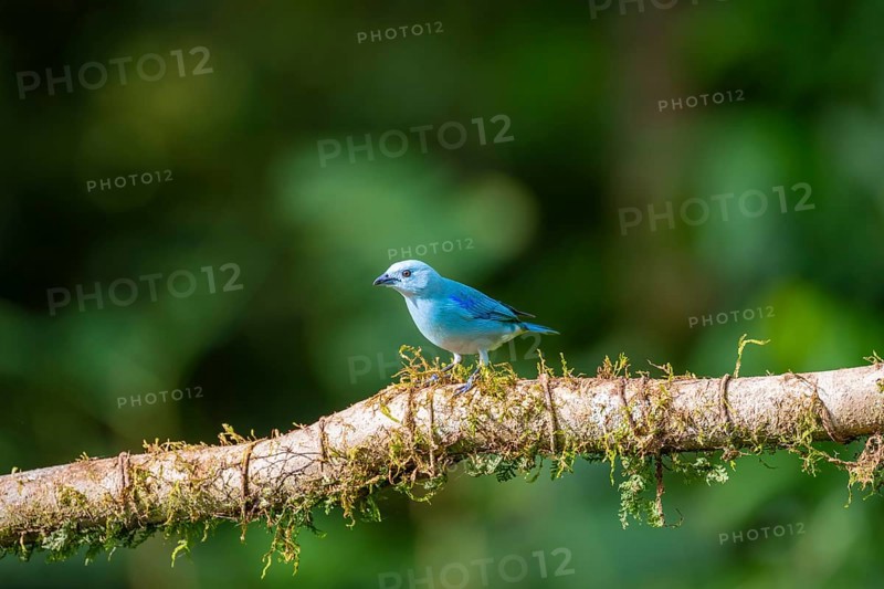 Violet-shouldered Tanager (Thraupis cyanoptera), bird sitting on a branch, Heredia province, Costa Rica, Central America