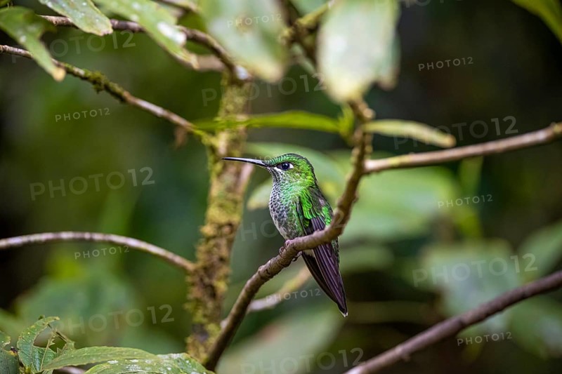 Green-fronted Brilliant Hummingbird (Heliodoxa jacula) sitting on a branch, Monteverde Cloud Forest, Monte Verde, Costa Rica, Central America