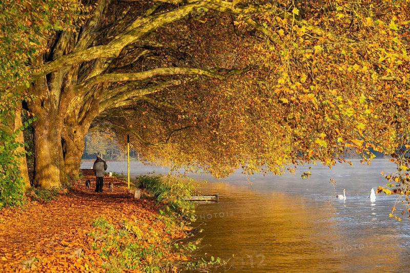 Autumn colours on the Platanen Allee, Hardenberg Ufer, lakeside path on Lake Baldeney, near Haus Scheppen, in Essen, North Rhine-Westphalia, Germany, Europe