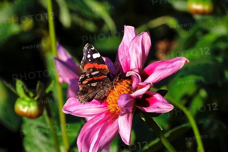 Admiral (Vanessa atalanta) on a dahlia, October, Germany, Europe