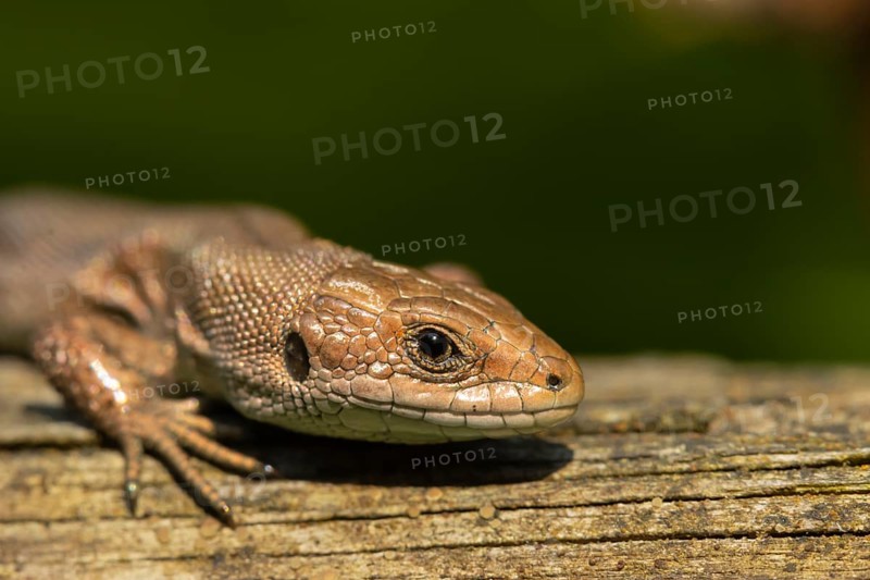 Common lizard (Zootoca vivipara) adult reptile basking on a wooden sleeper, England, United Kingdom, Europe