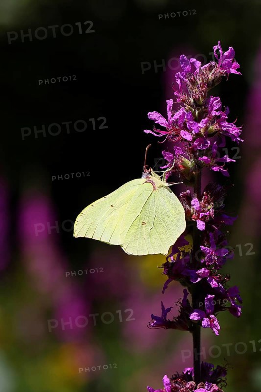 Lemon butterfly (Gonepteryx rhamni) feeding on a flower of purple loosestrife (Lythrum salicaria), against a dark background, Wilnsdorf, North Rhine-Westphalia, Germany, Europe