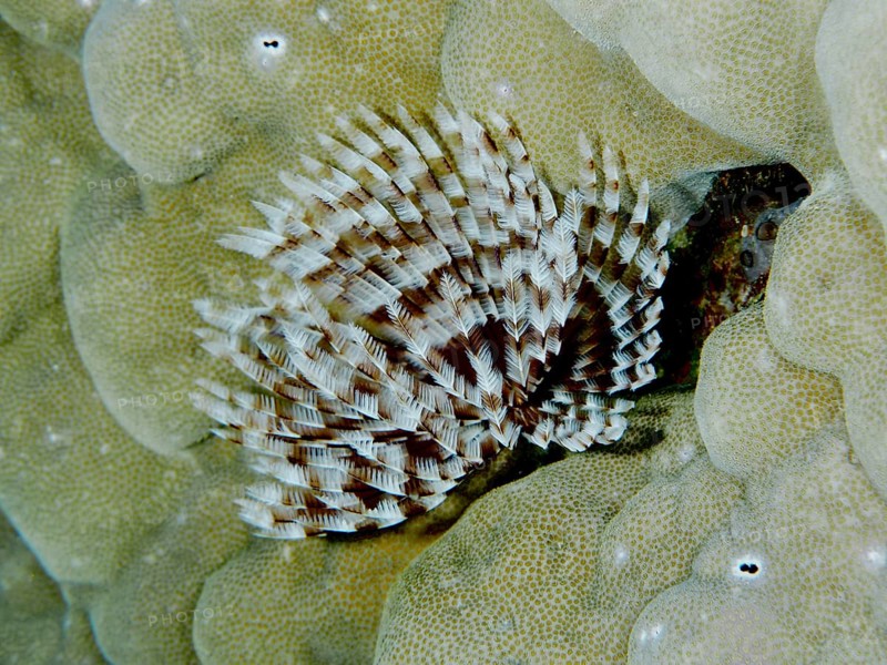 Brown and white patterned marine animal, Indo-Pacific tube worm (Sabellastarte spectabilis), on a stony coral. Dive site Gondol Reef, Gondol, Bali, Indonesia, Asia