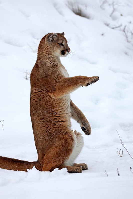 Cougar (Felis concolor), adult, pose, in the snow, in winter, Montana, North America, USA, North America