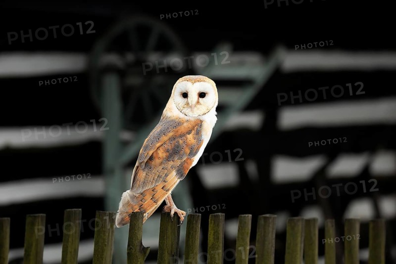 Barn owl (Tyto alba), adult on fence in front of barn in winter, Zdarske Vrchy, Bohemian-Moravian Highlands, Czech Republic, Europe