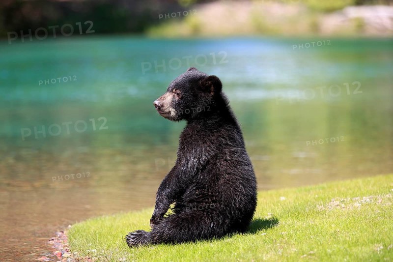 American Black Bear (Ursus americanus), young, at the water's edge, six months old, Montana, USA, North America