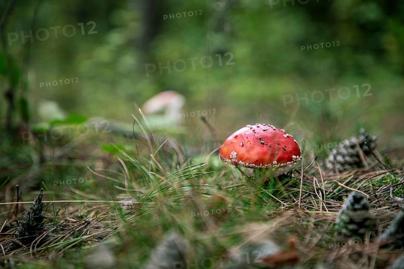 Fly agaric in the forest between green grasses and pine needles