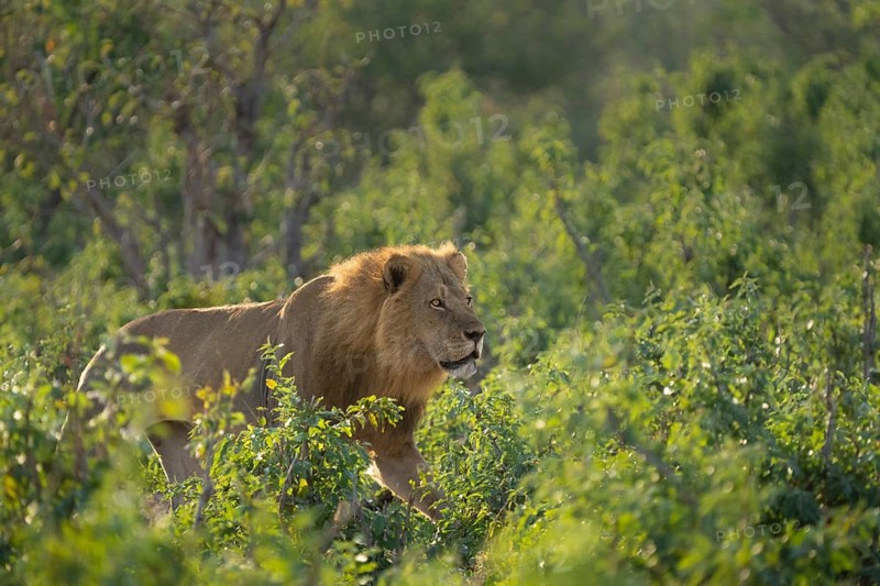 Lion, male animal (Panthera leo) walking through green bushes. Side view, intense look of the wild male animal. Chobe National Park, Botswana, Africa