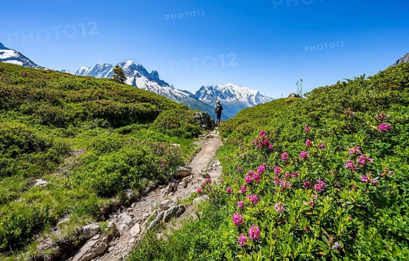 Mountaineer on hiking trail with alpine roses, mountain panorama with glaciated mountain peaks, Aiguille Verte with Aiguille du Midi and Mont Blanc, hike to Aiguillette des Posettes, Chamonix, Haute-Savoie, France, Europe