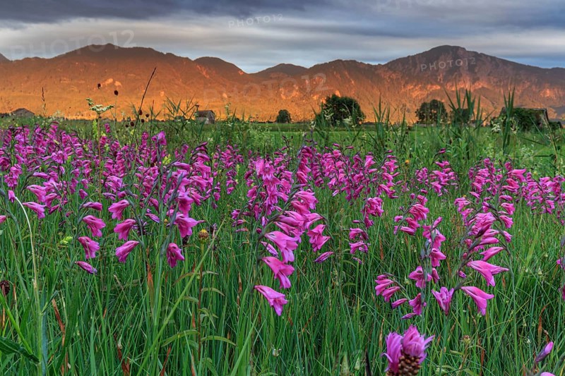 Marsh gladiolus (Gladiolus palustris), flower meadow in the evening light, Loisach-Lake Kochel moor, view of Kochler mountains, Alpine foothills, Bavaria, Germany, Europe