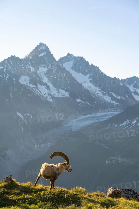 Alpine ibex (Capra ibex), adult male, in front of a mountain landscape in the morning light, behind mountain peak Aiguille d'Argentiere of the Mont Blanc massif, Aiguille Rouges, Chamonix, France, Europe