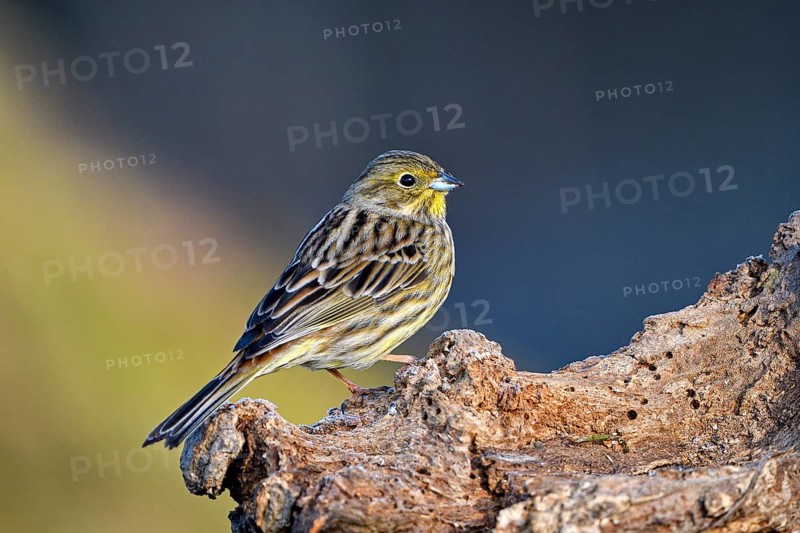Yellowhammer (Emberiza citrinella), female, Dingdener Heide nature reserve, North Rhine-Westphalia, Germany, Europe