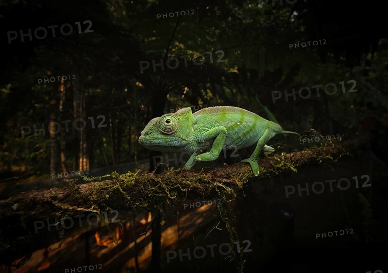 Subspecies of the Parson's chameleon (Calumma parsonii parsonii cristifer) in the rainforests of eastern Madagascar