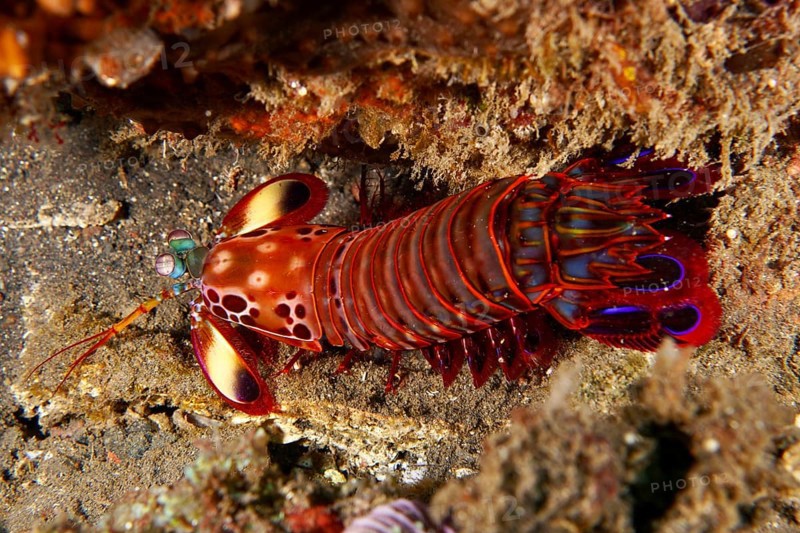 Colourful mantis shrimp with bright red colours, clown mantis shrimp (Odontodactylus scyllarus), on the seabed, dive site USAT Liberty, Tulamben, Bali, Indonesia, Asia