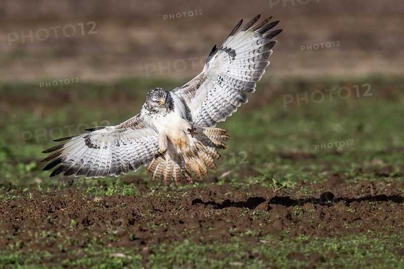 Common buzzard (Buteo buteo), flying, Emsland, Lower Saxony, Germany, Europe
