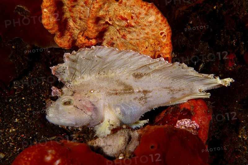 A fish with wing like structures, rocking fish (Taenianotus triacanthus), next to orange coloured sea sponges, dive site USAT Liberty, Tulamben, Bali, Indonesia, Asia