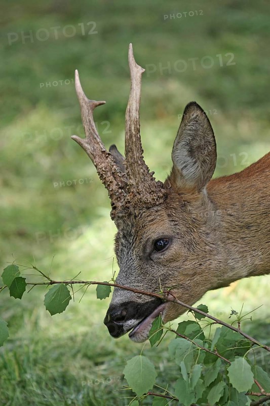 Roe deer (Capreolus capreolus) abnormal buck eating birch leaves, Dalarna, southern Sweden, Europe Dalarna/southern Sweden, Sweden, Europe