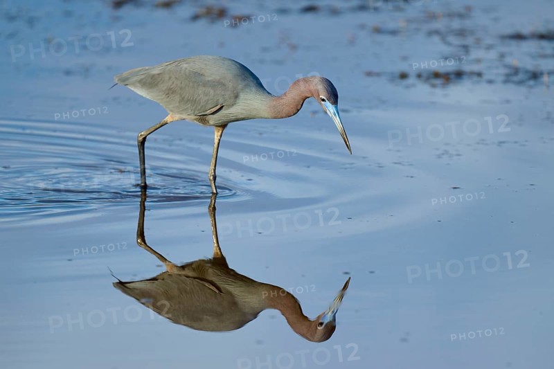 Great Blue Heron (Egretta caerulea), Black Point Wildlife Drive, Titusville, Florida, USA, North America