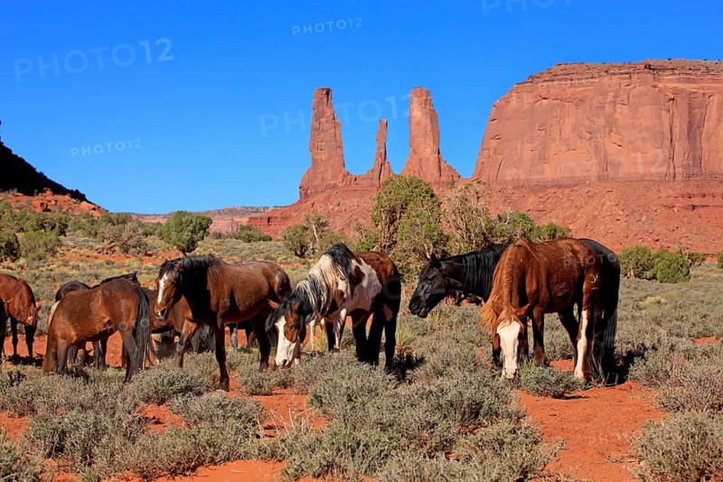 Mustang, (Equus caballus), horses, group, herd, Monument Valley, Utah, USA, North America