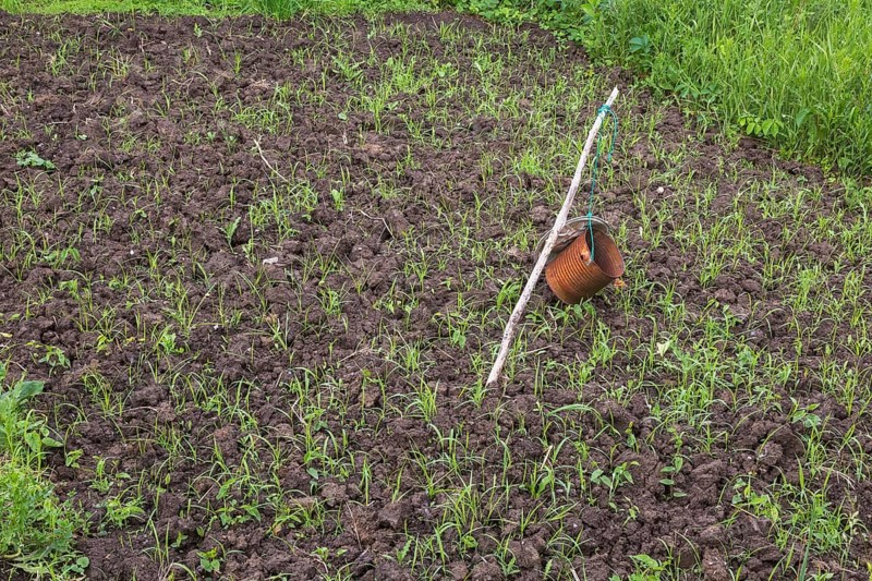 Rusted metal can and aluminium pie pan attached to wooden stake to scare away birds and rodents in plowed vegetable garden plot overgrown with undesirable plants and weeds in spring, Quebec, Canada, North America