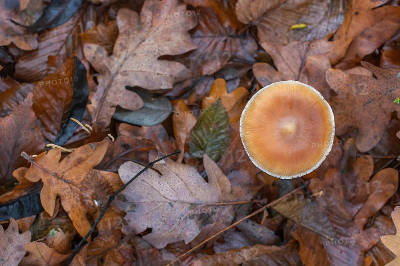 A mushroom sits on top of a pile of leaves. The leaves are brown and scattered around the mushroom. Bas rhin, Alsace, France, Europe