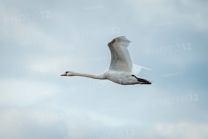 Swan (Cygnus) in flight in a cloudy sky, Lake Neusiedl National Park, Burgenland, Austria, Europe