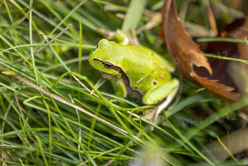 European tree frog (Hyla arborea) between grass and leaves, Lake Neusiedl National Park, Burgenland, Austria, Europe