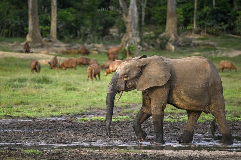 Forest elephant (Loxodonta cyclotis) and bongo antelope (Tragelaphus eurycerus) in the Dzanga Bai forest clearing, Dzanga-Ndoki National Park, Unesco World Heritage Site, Dzanga-Sangha Complex of Protected Areas (DSPAC), Sangha-Mbaéré Prefecture, Central African Republic, Africa